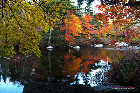 FallColours2012-43
