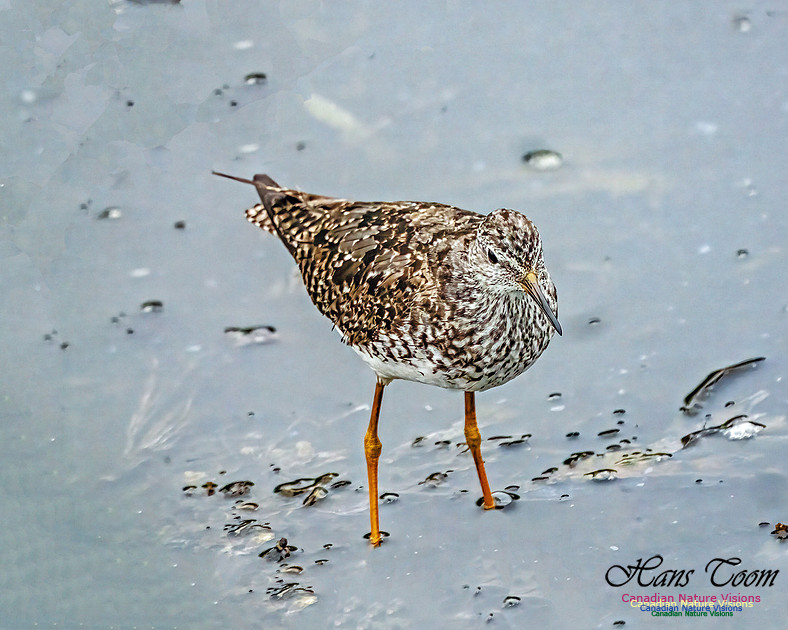 Lesser Yellowlegs 412