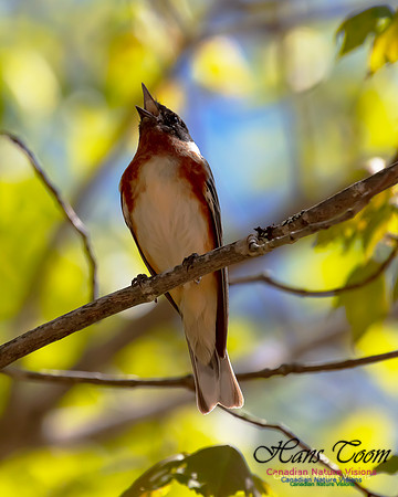Bay-breasted Warbler 101