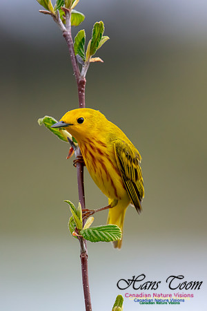 Yellow Warbler 44