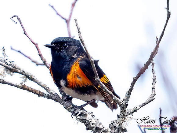 American Redstart 1