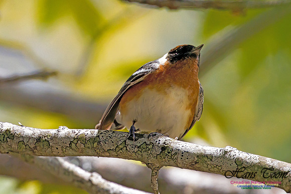 Bay-breasted Warbler 2