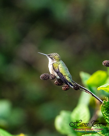 Ruby-throated Hummingbird 101