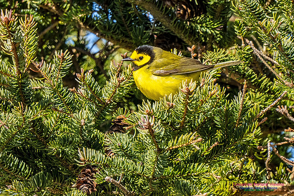 Hooded Warbler 708