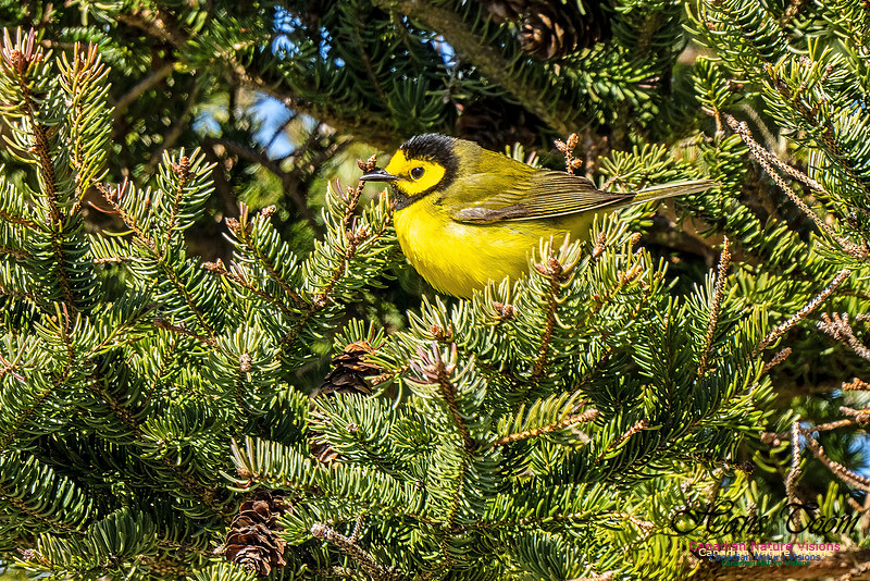 Hooded Warbler 708