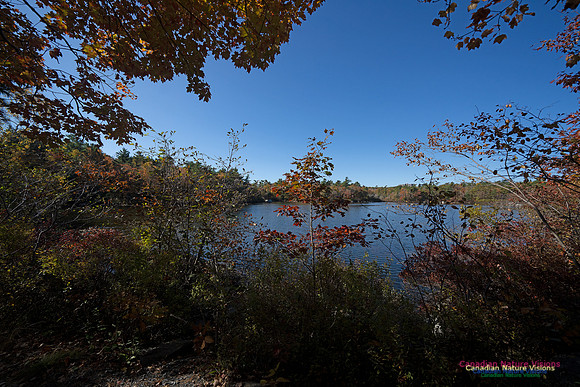 Frog Pond Stroll 111