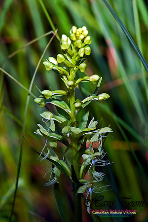 Ragged Fringed Orchid