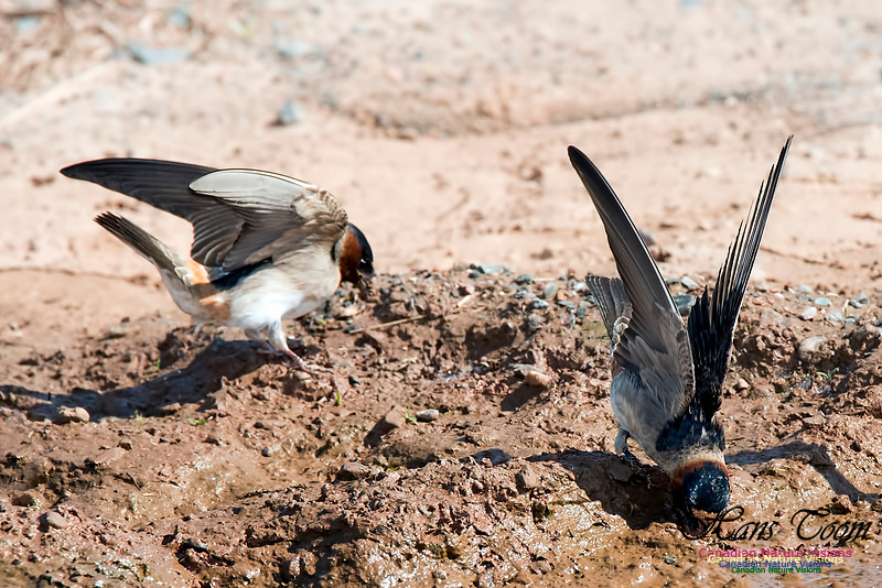 Cliff Swallow