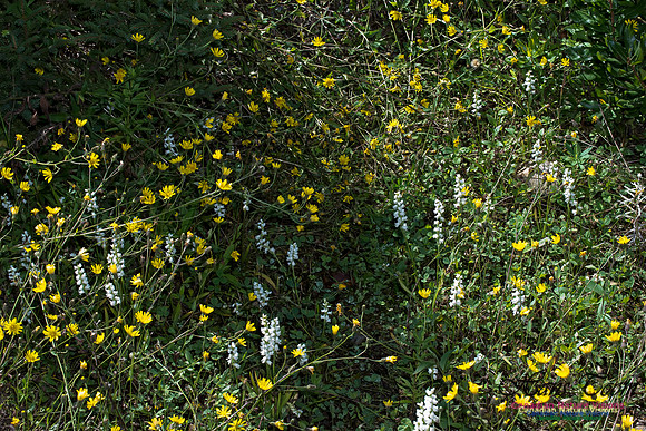 Nodding Ladies Tresses Orchid