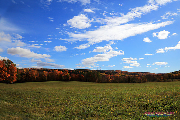 Maple Forest Fall Colours 2016