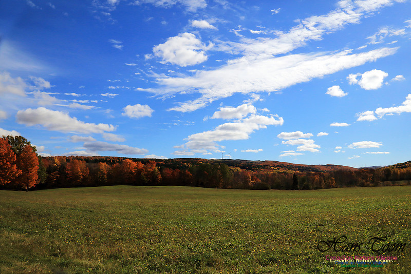 Maple Forest Fall Colours 2016