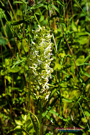 Ragged Fringed Orchid
