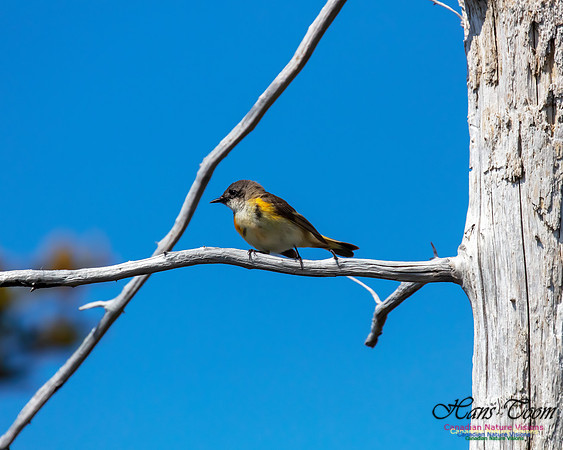 American Redstart 70
