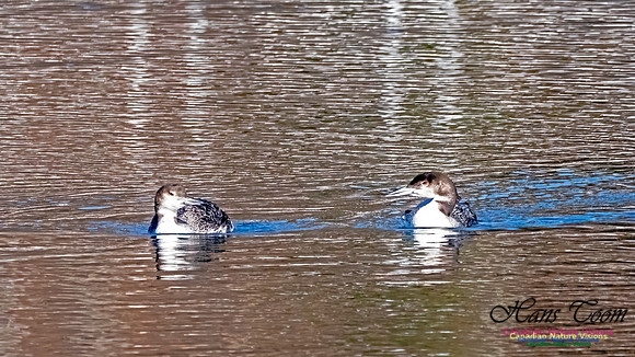 Common Loon 910