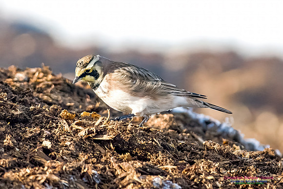 Horned Lark 101