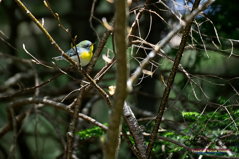 Northern Parula 101