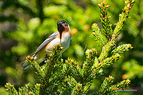 Bay-breasted Warbler 101