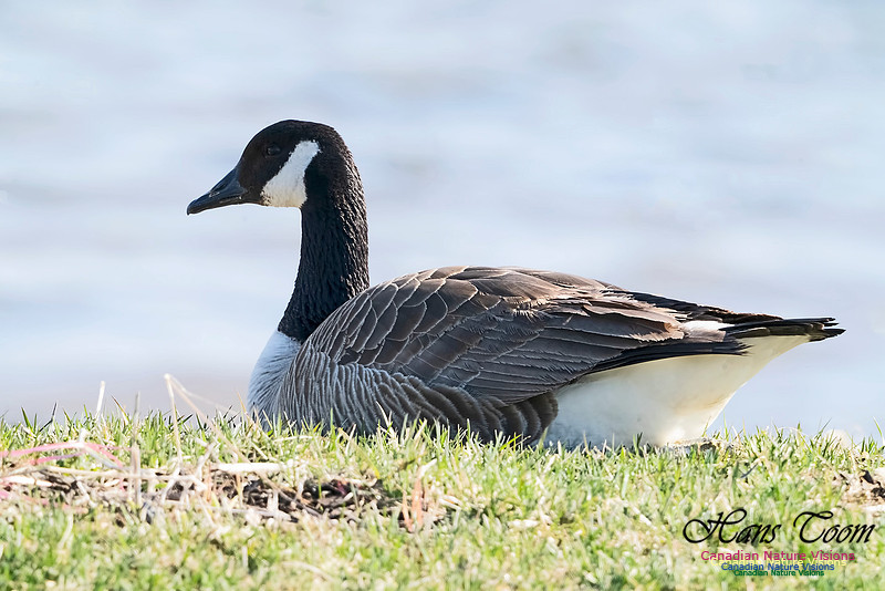 Canada Goose 250