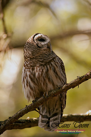 Barred Owl