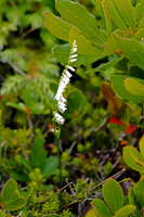 Slender Lady's Tresses Orchid