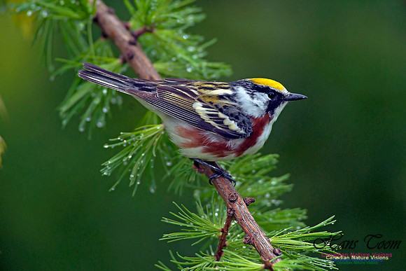 Chestnut-sided Warbler