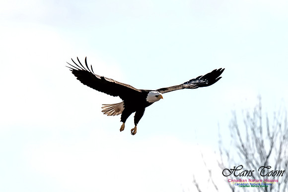 Bald Eagle
