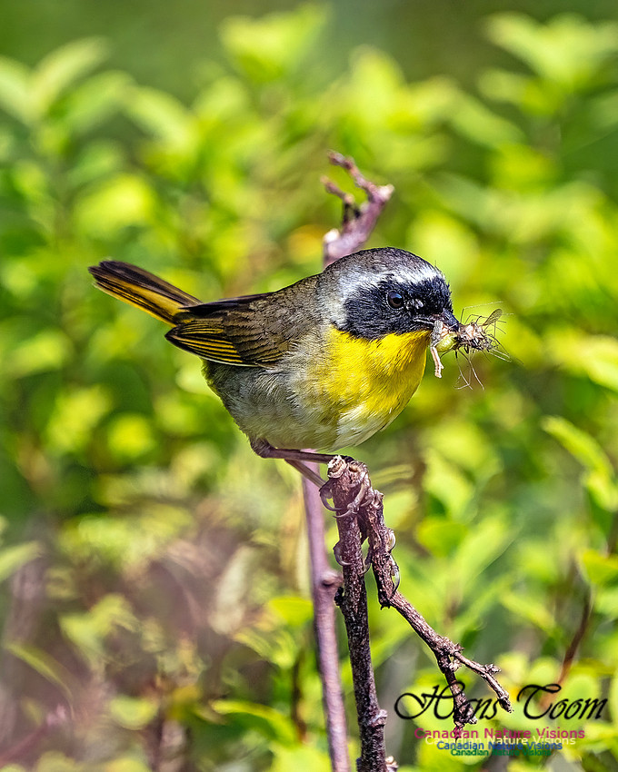 Common Yellowthroat 103