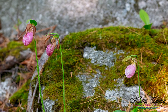 Pink Lady's Slipper Orchid 203