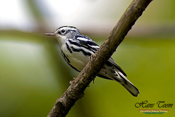 Black-and-White Warbler