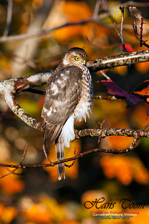 Sharp-shinned Hawk