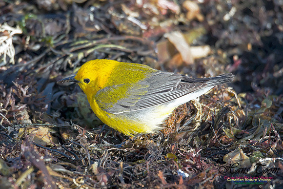 Prothonotary Warbler 2