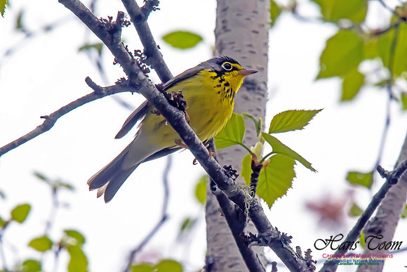 Canada Warbler