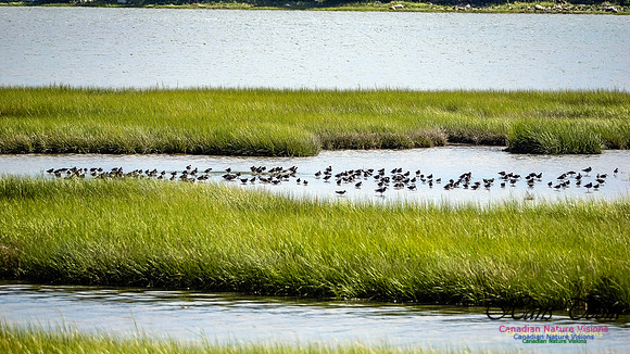 Short-billed Dowitcher 102