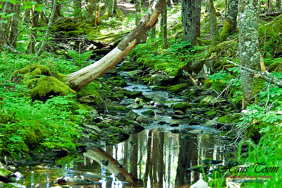 Wetlands Trail Mount Uniacke