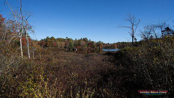 Frog Pond Stroll 131