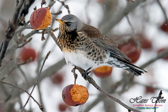 Fieldfare