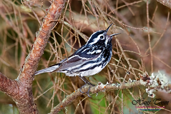 Black-and-White Warbler