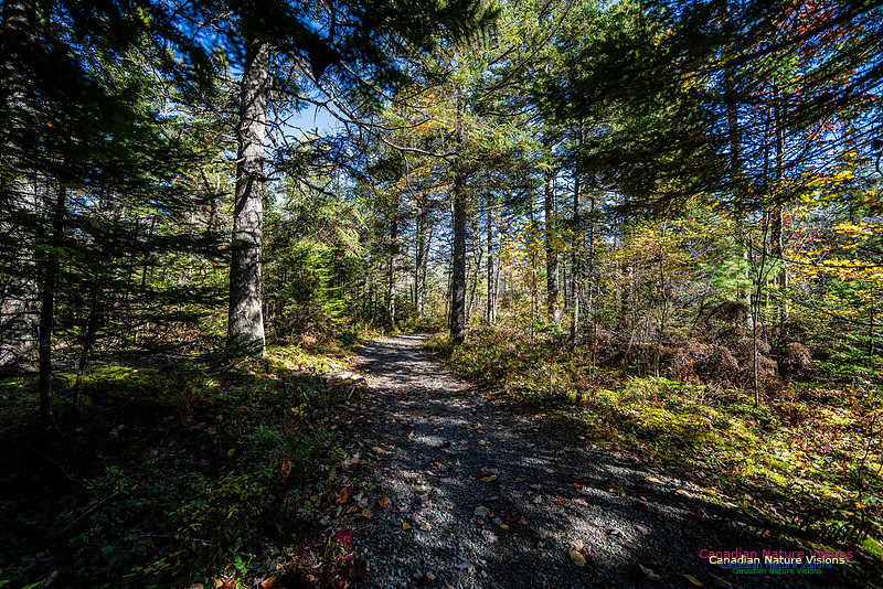 Woodland Stroll 120