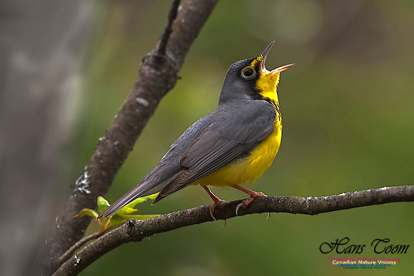 Canada Warbler