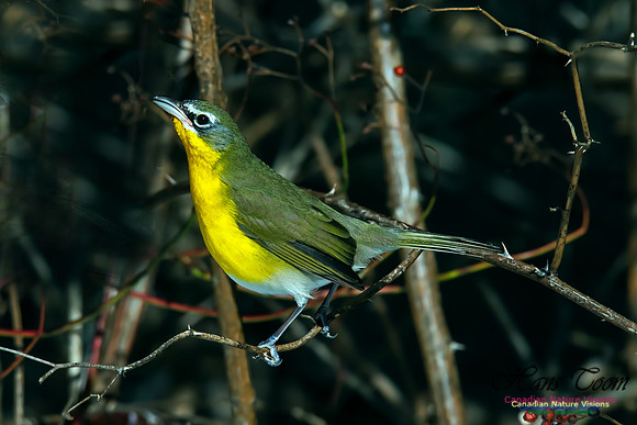 Yellow-breasted Chat