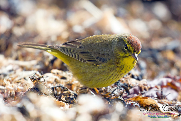 Palm Warbler 2