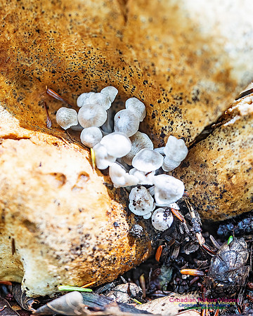 Fungus Walk In the Woodland 112