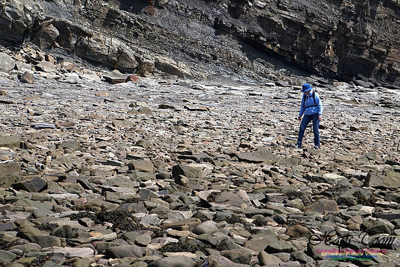 Joggins Fossil Cliffs 116