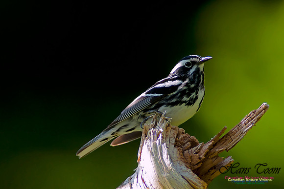 Black-and-White Warbler