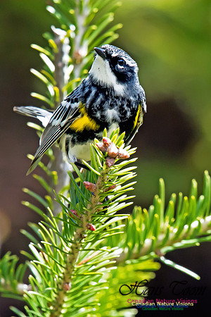 Yellow-rumped Warbler
