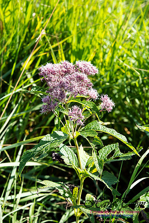 Joe-Pye Weed