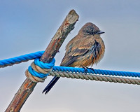 Say's Phoebe