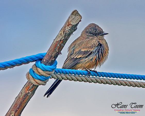 Say's Phoebe 102