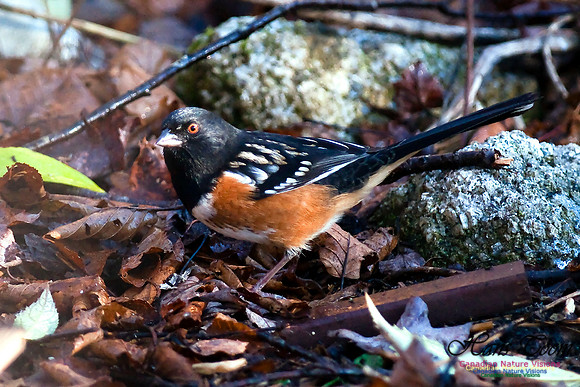 Spotted Towhee