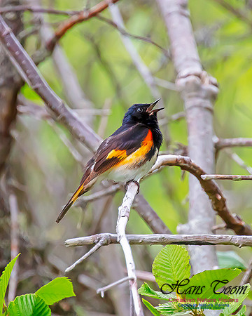 American Redstart 72